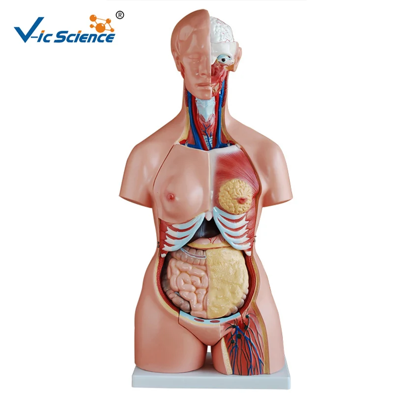 85 CM Človeškega Trupa Anatomski Model 21 Deli Thir-sex Medicinskih Znanosti in Poučevanje