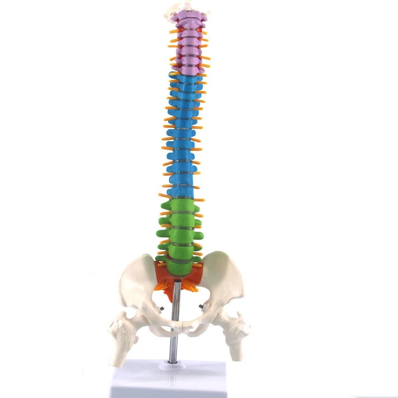Barvne Prožno Hrbtenico, Anatomski Način Življenja Velikosti Človeške Hrbtenice Model Z Medenico in Stegnenico 45 cm S Stojalom