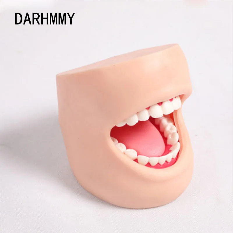 DARHMMY 1:1 Človekovih Ustno Nego Praksi Model,Zobozdravstveno Usposabljanje Model,Z lica,Odraslih zdravstvene Nege Polno Zob
