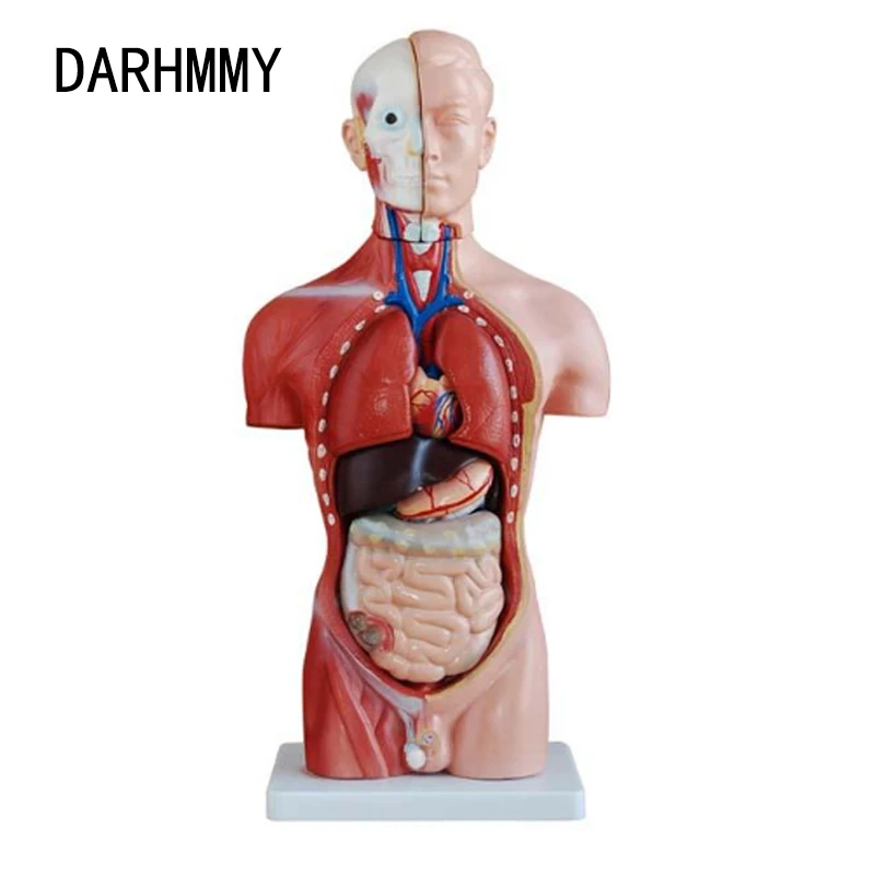DARHMMY Človeškega Trupa Telesa Model 42CM Male Trup 13 Deli Anatomije Anatomski Medicinski Model Notranjih Organov Za Poučevanje
