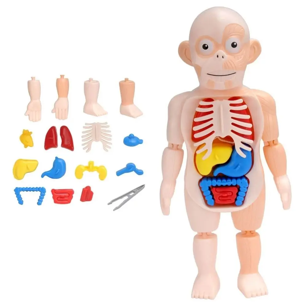 Organ Anatomija Igrače Organ Sestavljeni Igrača Šolski Pribor Človeški organ Model Izobraževalne Učenje, učni pripomoček Izobraževalne Igrače