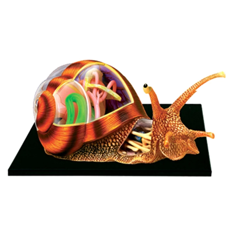 Puzzle Montažo Igračo Izobraževalne Zbiranja Igrač Za Poučevanje Igrača Simulacije Živali Biološki Polž Organ Anatomija Model Poučevanja