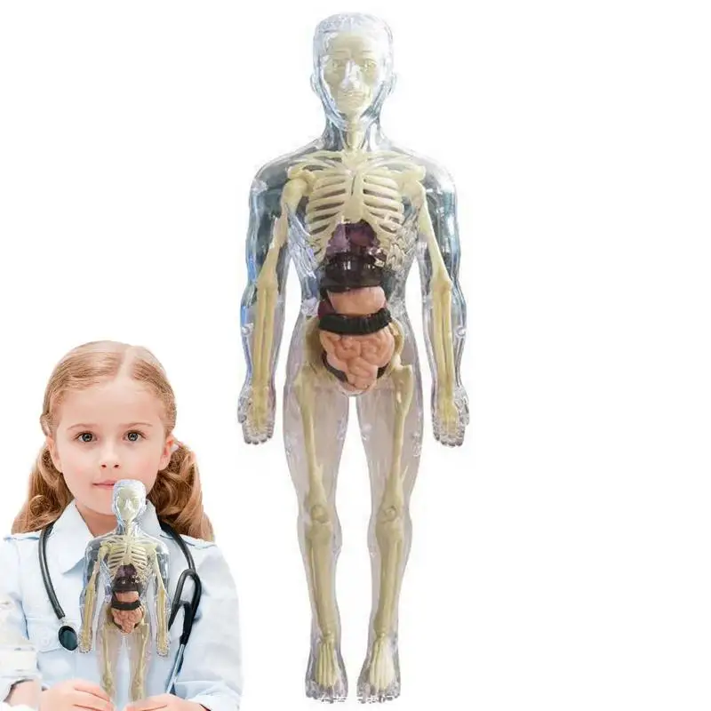 Zgradba Modela Za Otroke 3D Anatomija Lutka Organ, Organ Model Mehko, Človeško Telo Starosti 4 Znanosti In Izobraževanja Igrače Izmenljive Organ Kosti